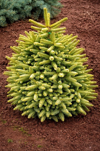 Ялиця іспанська Ауреа